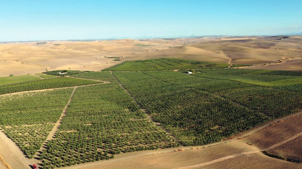 El Futuro Del Secano Pasa Por El Olivar En Seto De Marco Amplio Todolivo Expertos En Hacer