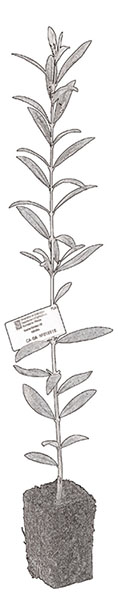 Variedades-planta