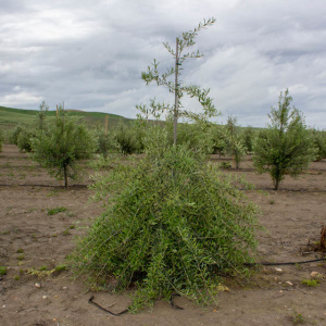 I-94<sup>P</sup> Árbol