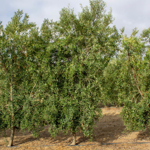 Arbequina Clon I-21<sup>®</sup> Árbol