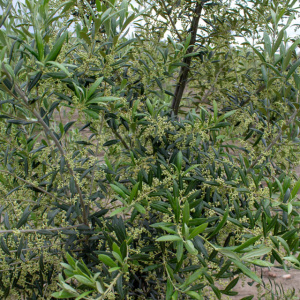 Arbequina Clon I-21<sup>®</sup> Detalle