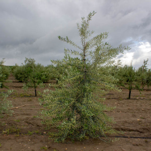 I-25<sup>P</sup> Árbol