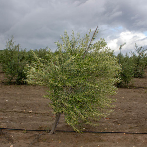 Cornezuelo Jaén I-58<sup>®</sup> Árbol