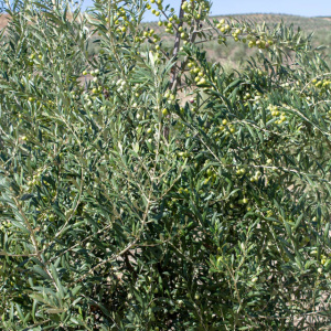 Arbequina Clon I-21<sup>®</sup> Detalle