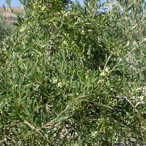 Arbosana Clon I-43<sup>®</sup> Detalle