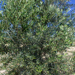 Blanqueta Clon I-55<sup>®</sup> Detalle