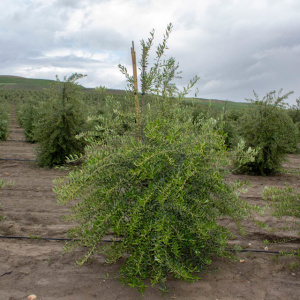 I-30<sup>P</sup> Árbol