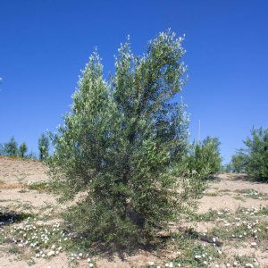 Blanqueta Clon I-55<sup>®</sup> Árbol