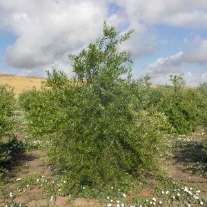 I-74<sup>P</sup> Árbol