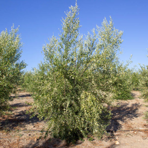 Blanqueta Clon I-55<sup>®</sup> Árbol