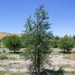 Nevadillo Fino I-68<sup>®</sup> Árbol