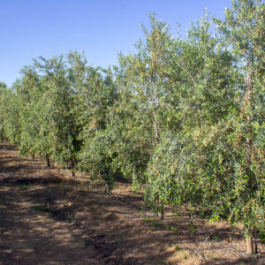 Arbequina Clon I-21<sup>®</sup> Líneo