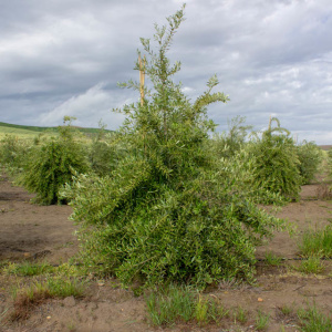 I-100<sup>P</sup> Árbol