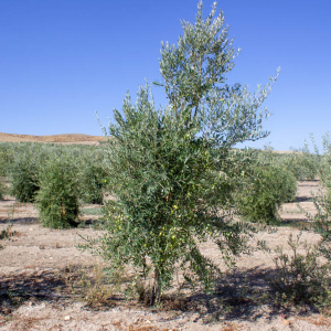 Pico Limón I-63<sup>®</sup> Árbol