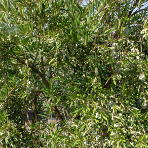 Arbosana Clon I-43<sup>®</sup> Detalle