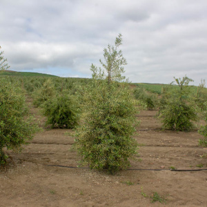 Arbequina Clon I-21<sup>®</sup> Árbol