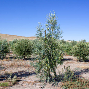 Nevadillo Fino I-68<sup>®</sup> Árbol