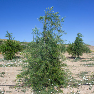 I-19<sup>P</sup> Árbol