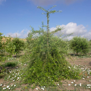 I-94<sup>P</sup> Árbol