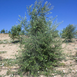 I-12<sup>P</sup> Árbol