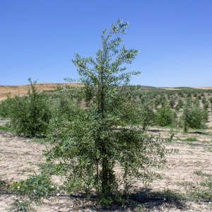 Arbequina Clon I-21<sup>®</sup> Árbol