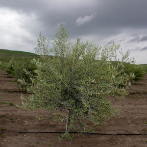 Hojiblanca I-53<sup>®</sup> Árbol