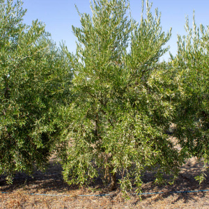 Arbosana Clon I-43<sup>®</sup> Árbol