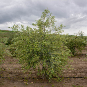 I-98<sup>P</sup> Árbol