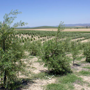 Arbequina Clon I-21<sup>®</sup> Líneo