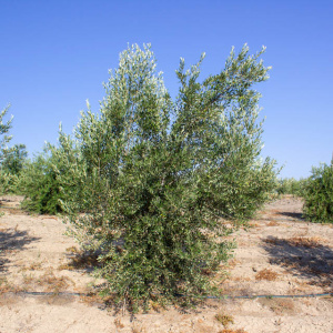 Blanqueta Clon I-55<sup>®</sup> Árbol