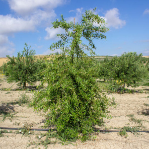 I-84<sup>P</sup> Árbol