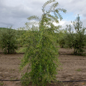 I-84<sup>P</sup> Árbol