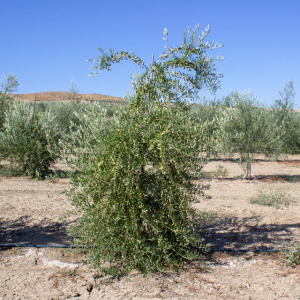 I-101<sup>P</sup> Árbol