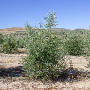 Arbequina Clon I-21<sup>®</sup> Árbol