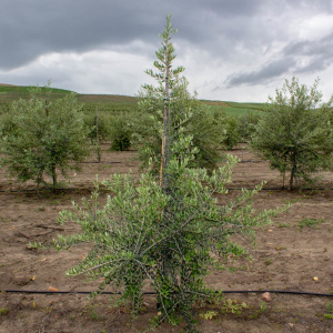 I-35<sup>P</sup> Árbol