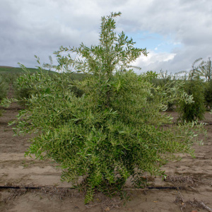 Arbosana Clon I-43<sup>®</sup> Árbol