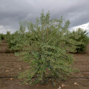 Manzanillo Cacereño Clon I-57<sup>®</sup> Árbol