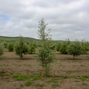 Nevadillo Fino I-68<sup>®</sup> Árbol