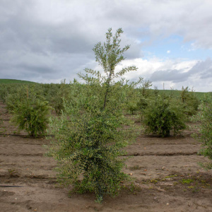 Arbequina Clon I-21<sup>®</sup> Árbol