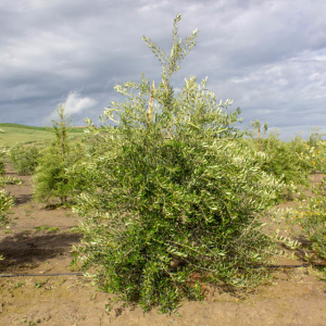 I-74<sup>P</sup> Árbol