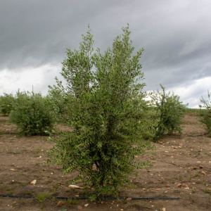 Blanqueta Clon I-55<sup>®</sup> Árbol