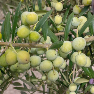 Arbequina Clon I-21<sup>®</sup> Detalle