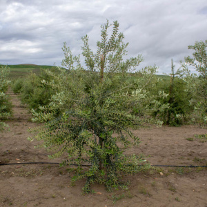 Picudo I-59<sup>®</sup> Árbol