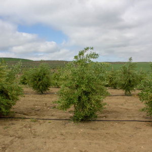 Arbosana Clon I-43<sup>®</sup> Árbol