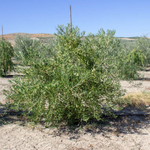 Arbosana Clon I-43<sup>®</sup> Árbol