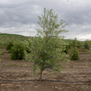 Pico Limón I-63<sup>®</sup> Árbol