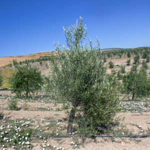 Cornezuelo Jaén I-58<sup>®</sup> Árbol