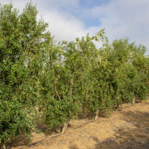 Arbequina Clon I-21<sup>®</sup> Líneo