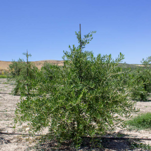 Arbosana Clon I-43<sup>®</sup> Árbol