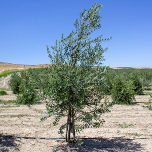 Pico Limón I-63<sup>®</sup> Árbol